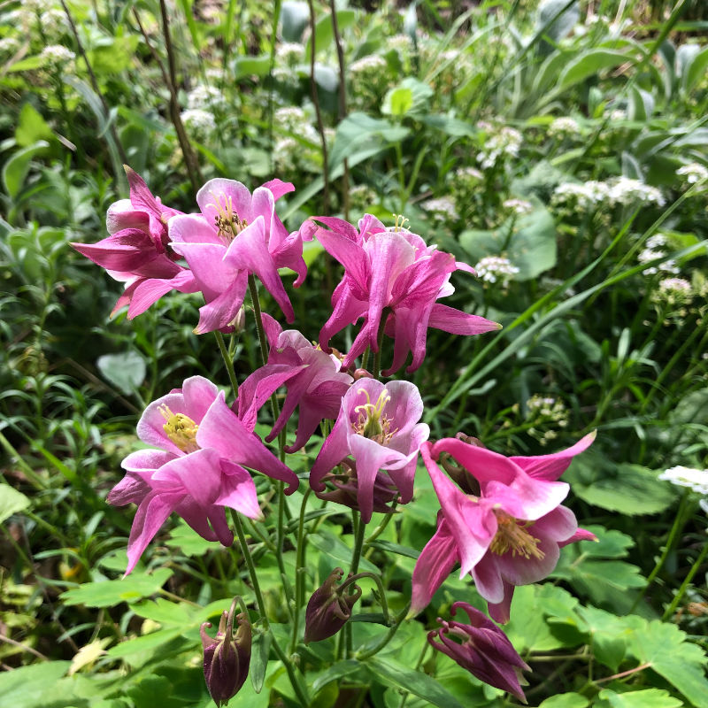 Columbine in shades of pink