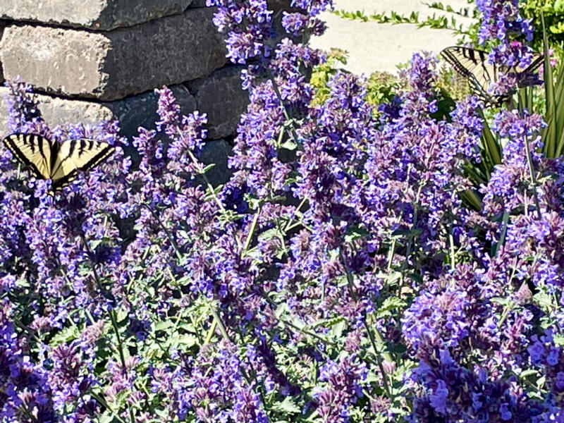 OXA Fall Plant Sale- Nepeta Racemosa