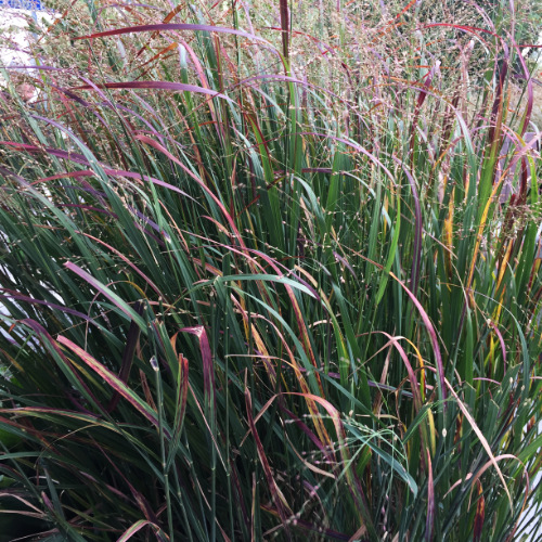 Panicum virgatum - great ornamental grass for the okanagan xeriscape