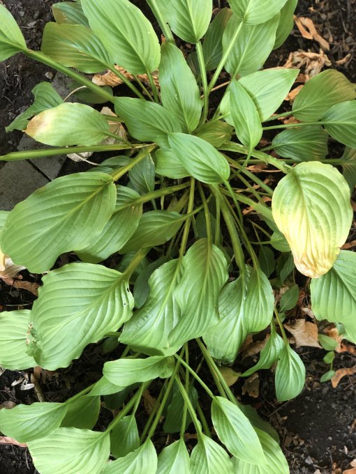 Heat stress on the leaves of a hosta plant