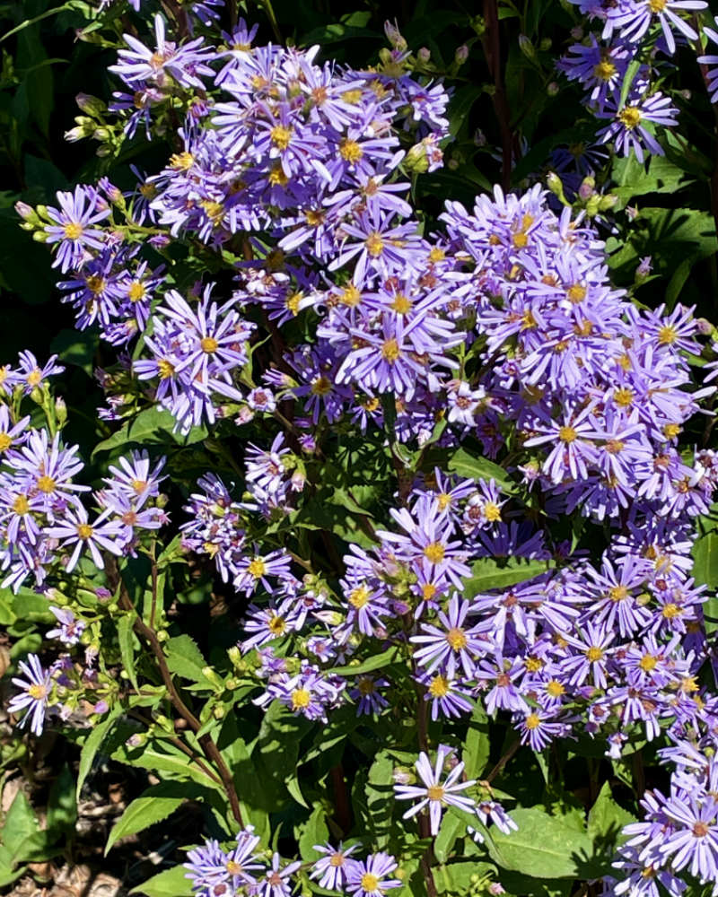 OXA Fall Plant Sale- showy Aster