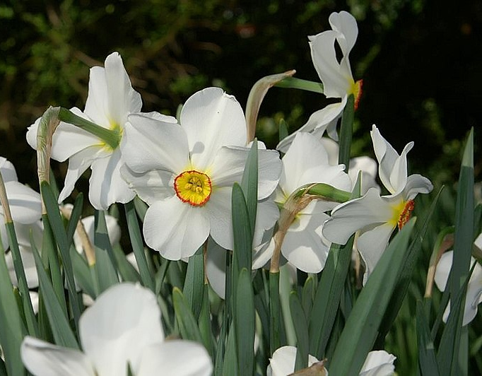 Narcissus poeticus