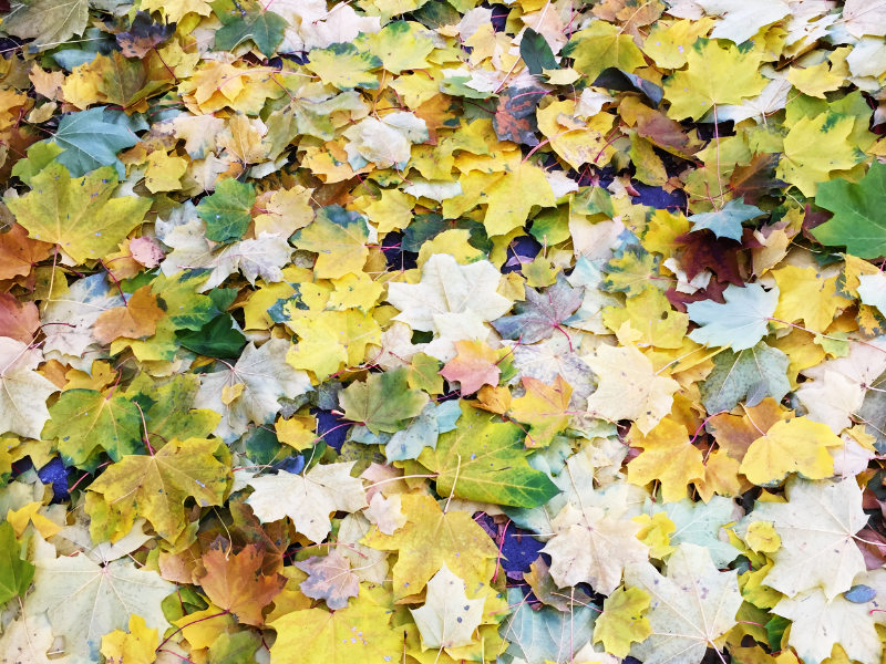 Close up of fall leaves in the garden