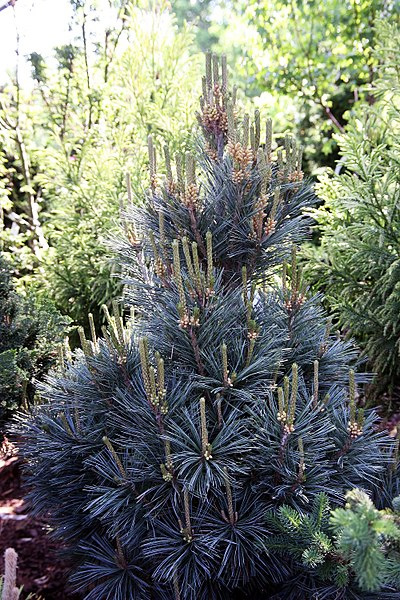 Photo by David Strang  https://commons.wikimedia.org/wiki/File:Pinus_flexilis_Vanderwolfs_Pyramid_6zz.jpg