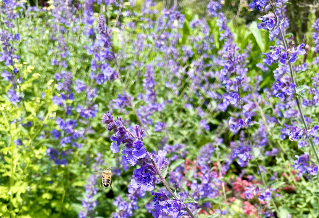 Pollinator enjoying a bed of catmint