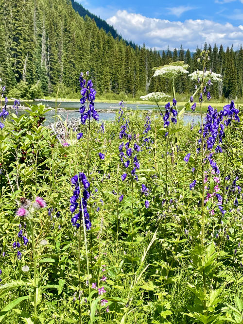 Larkspur in Manning Park