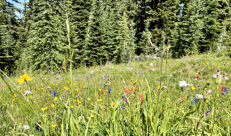 Manning Park alpine meadows