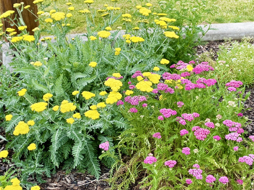 Spirit Yarrow Okanagan Xeriscape Association 6886