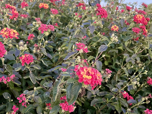 Lantana flowering in the H2O  xeriscape garden