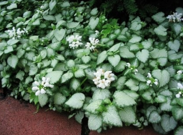 Lamium 'Dead Nettle'