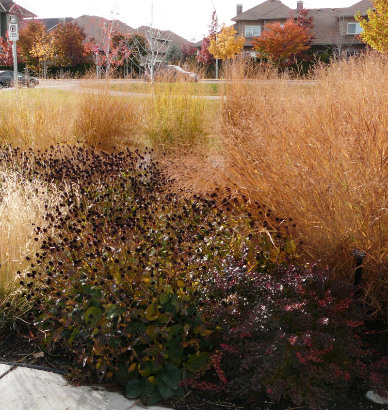 A variety of grasses in the October xeriscape garden