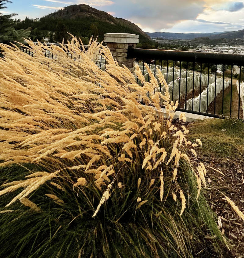 Grasses in the fall xeriscape garden