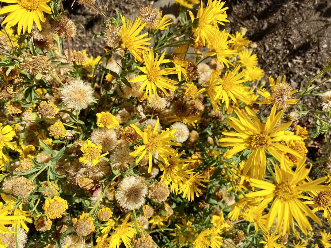 Perrenials left to seed in the xeriscape garden