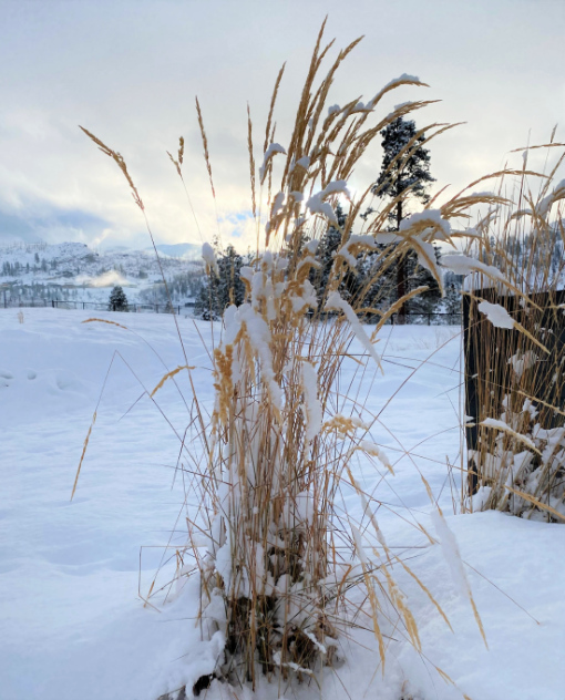 Beautiful grasses in the snow