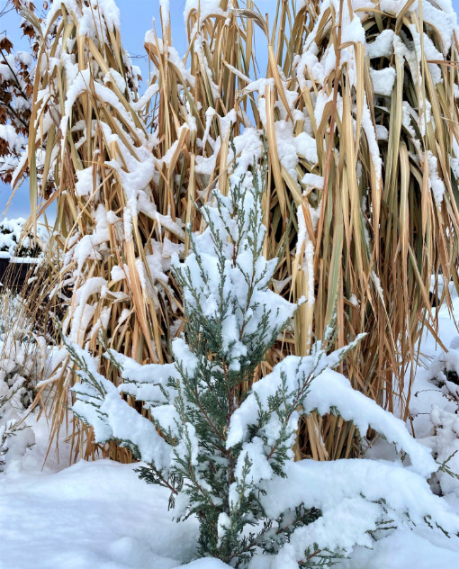 The beauty of grasses in winter