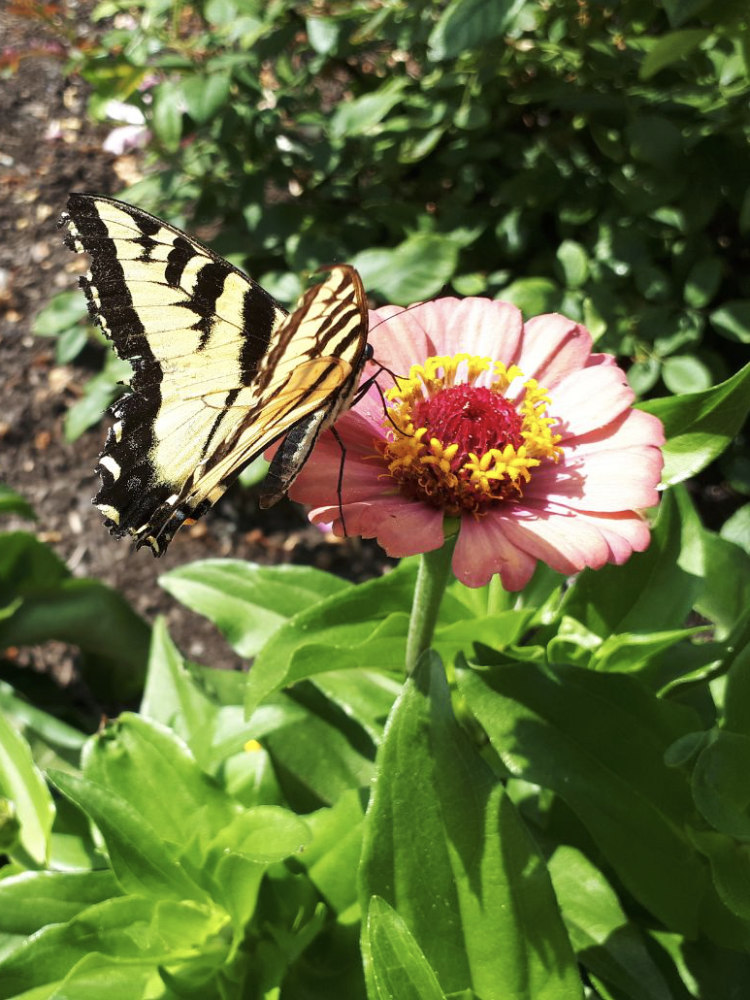Swallowtail butterfly in a pollinator-friendly xeriscape garden