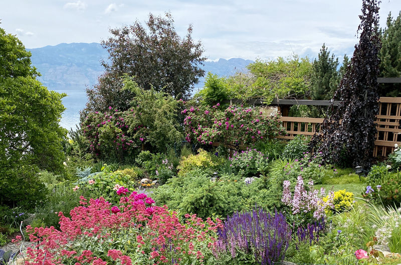 a pollinator-friendly garden in the Okanagan