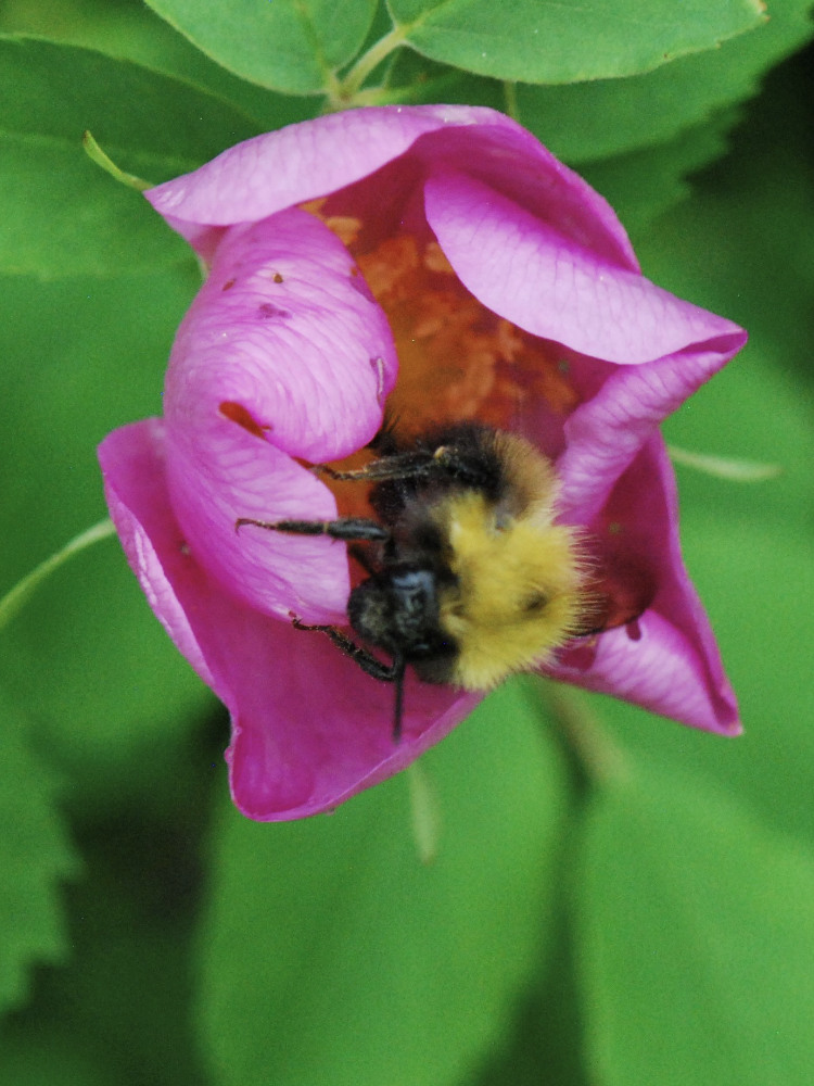 Bumble bee tucked in a rose in a pollinator-friendly garden