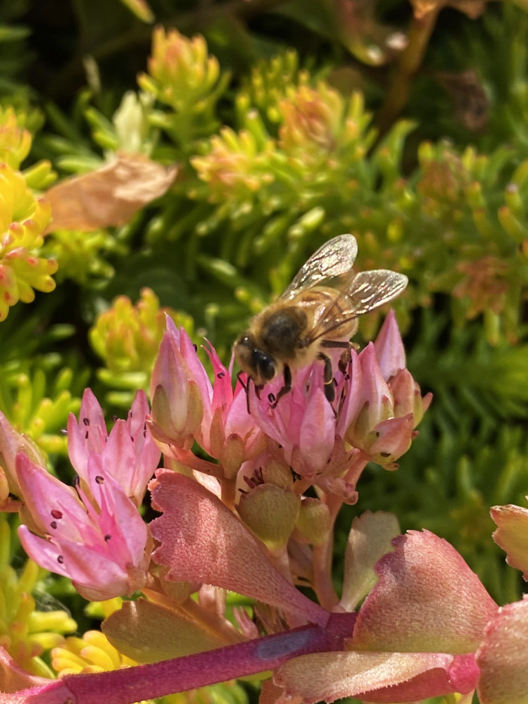 Bee on sedum flower in a pollinator friendly garden