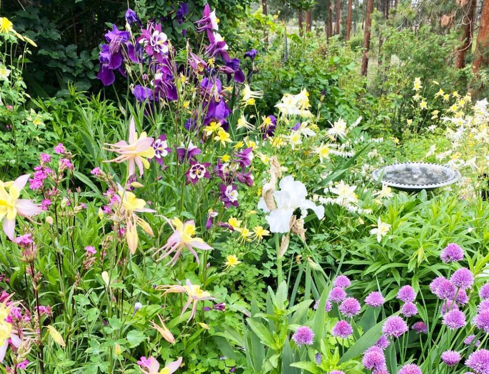 Pollinator-Friendly Gardens | Okanagan Xeriscape Association