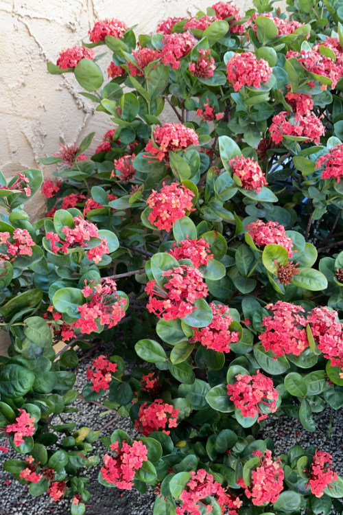 Euphorbia milli red variety OXA plant of the month March 2024