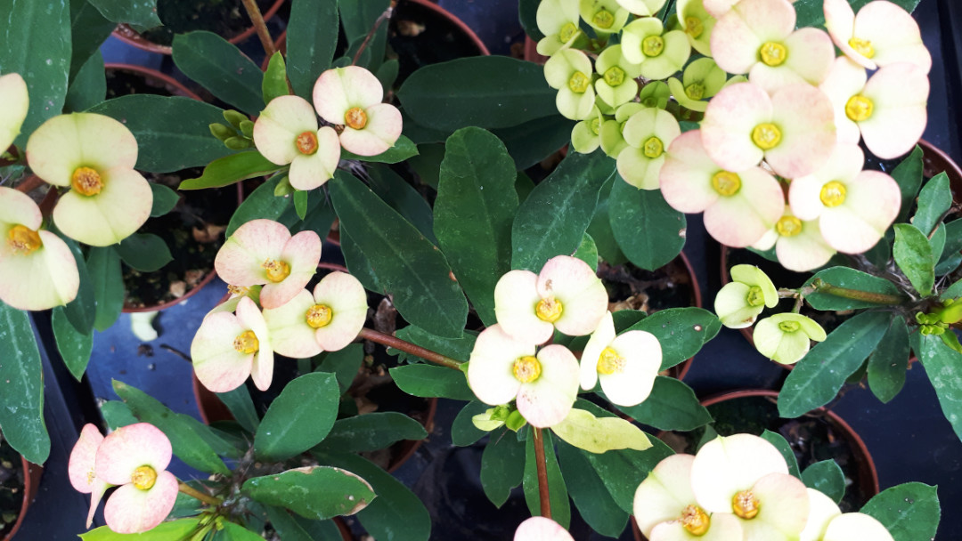 Euphorbia milli - OXA plant of the Month for March 2024