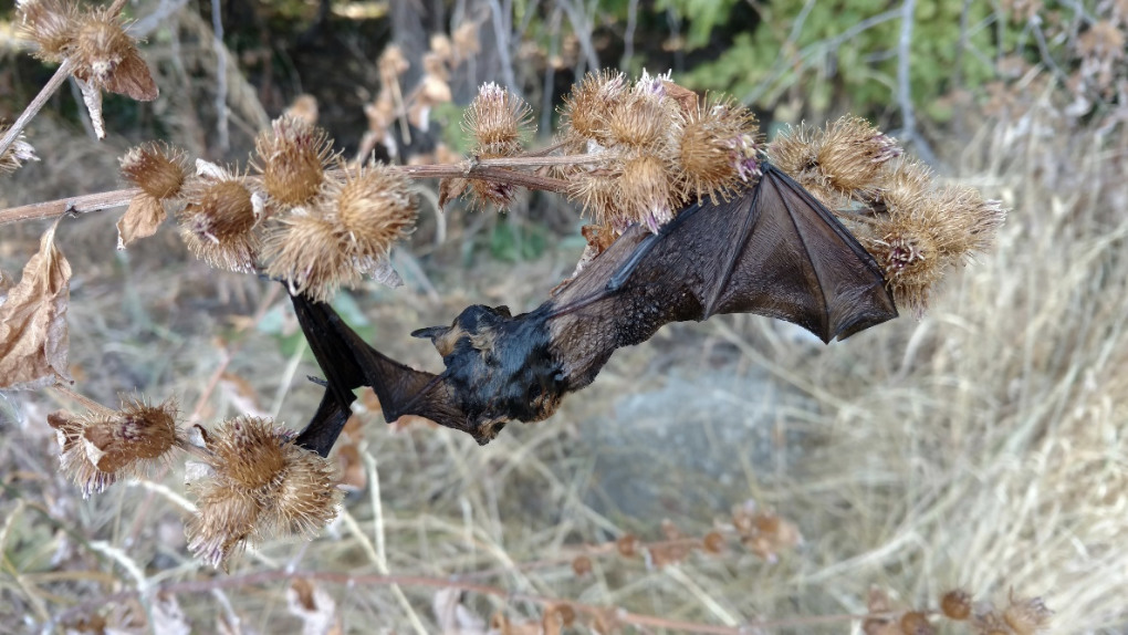Bat caught in Burdock plant