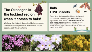 Link to an informative PDF from BC Community Bat Programs