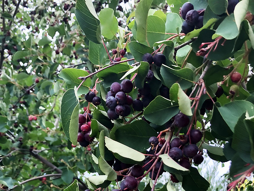 Saskatoon berries- OXA Plant of the Month for May 2024