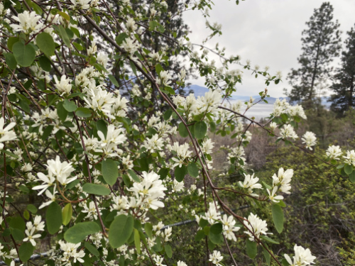 Saskatoon berry blossoms- OXA Plant of the Month for May 2024