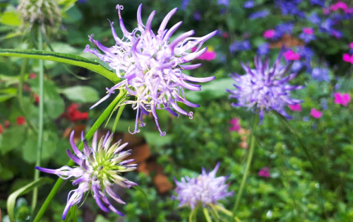 Pyteuma scheuchzeri (Horned Rampion) is OXA plant of the month July 2024