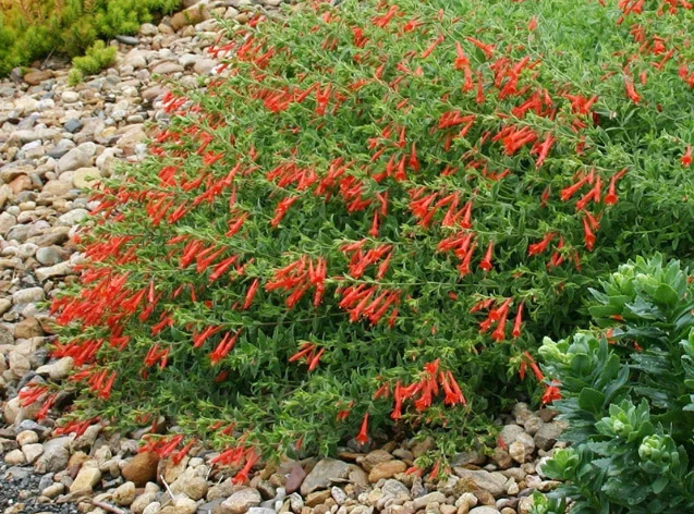 Zauschneria californica