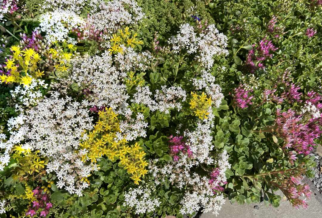 variety of sedum groundcovers