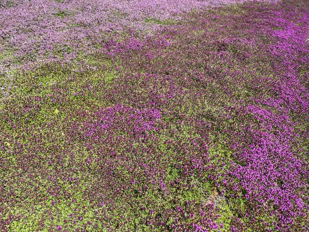 A xeric landscape in Kelowna- replacing lawn with thyme