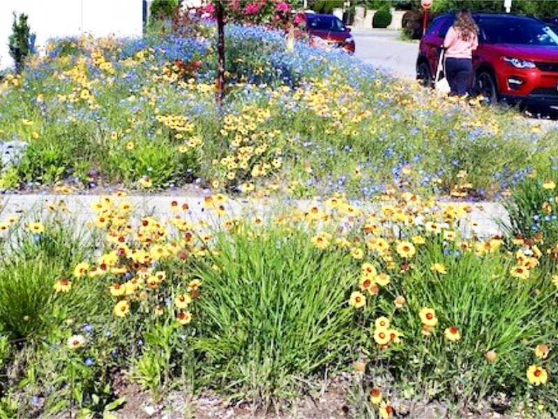 Plant in the late summer or fall