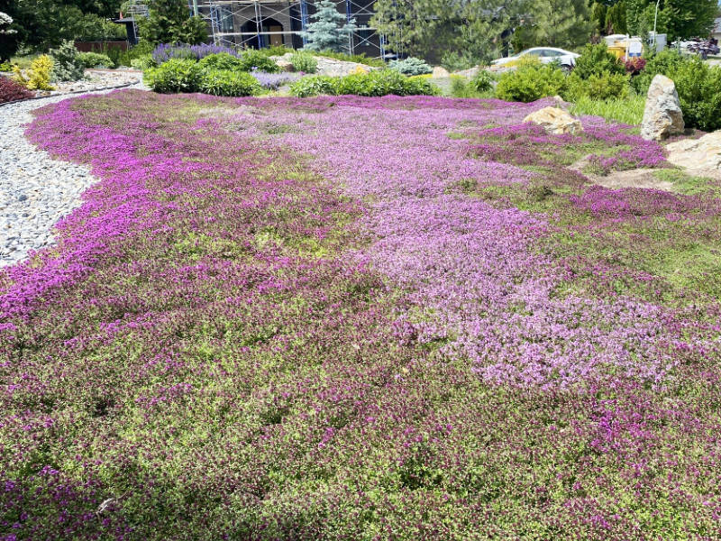 A xeric landscape in Kelowna- replacing lawn with thyme