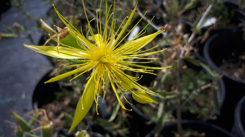 Close-up of Mentzelia laevicaulis  is OXA plant of the month Septeber 2024