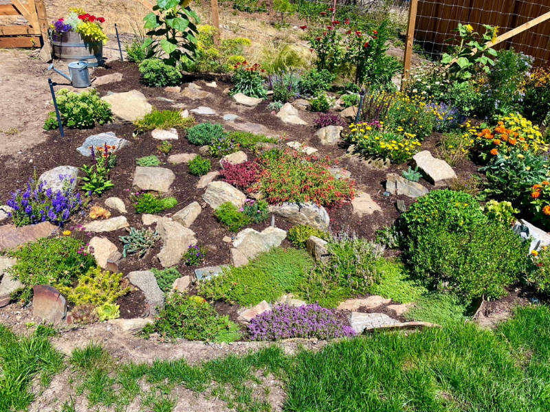 Rockery plants filled in 