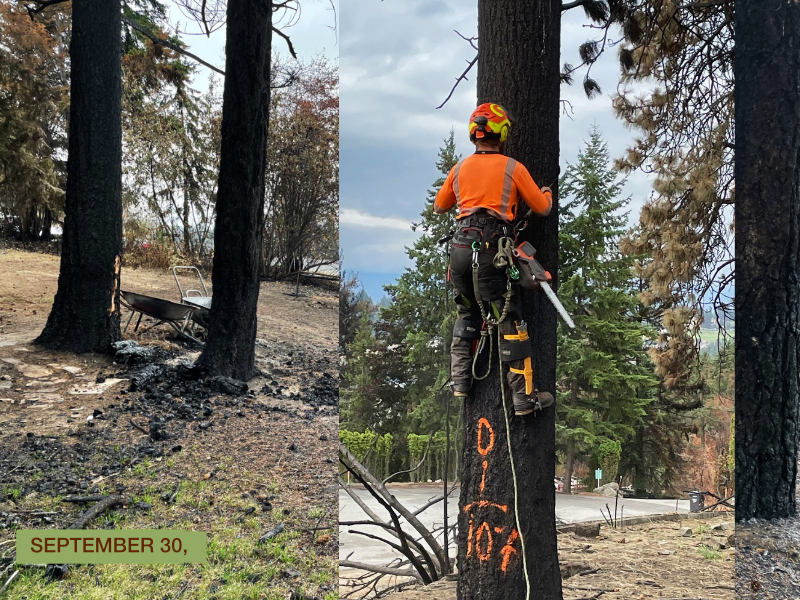 Danger trees are felled after the 2023 West Kelowna wildfire