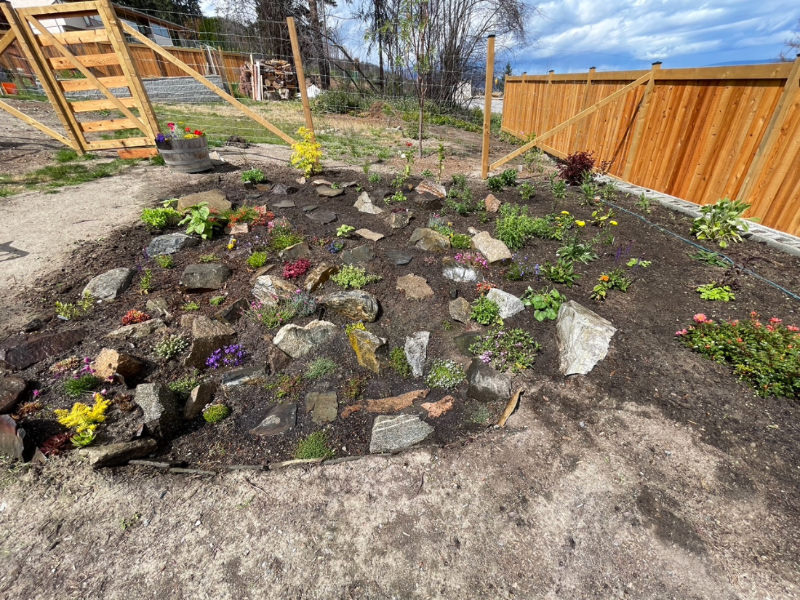 Rockery plants filling in