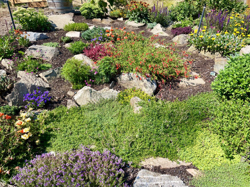 Sedum Rockery plants filling in