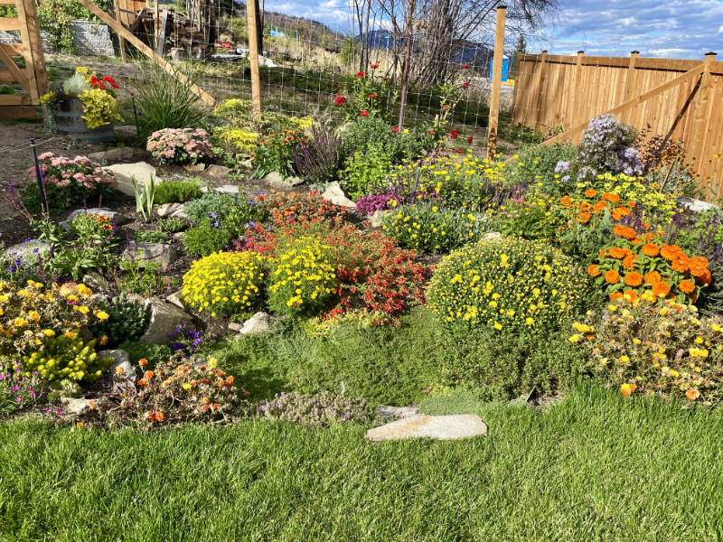 Summer plants in the rockery