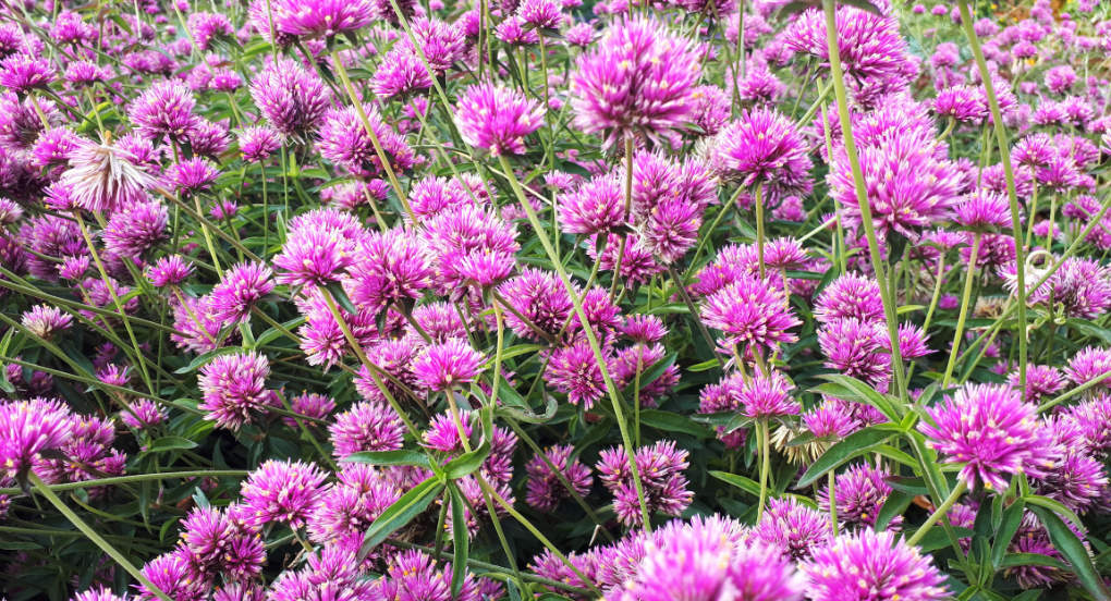 Gomphrena pulchella is OXA plant of the month for November 2024