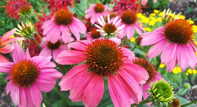 Echinacea purpurea “Cheyenne Spirit"