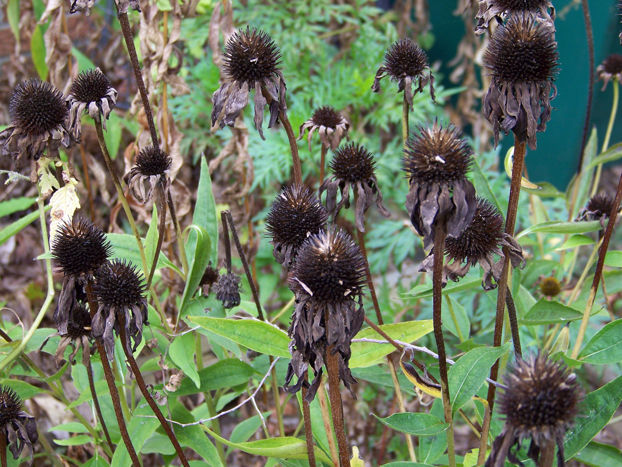 Echinacea seed heads in fall