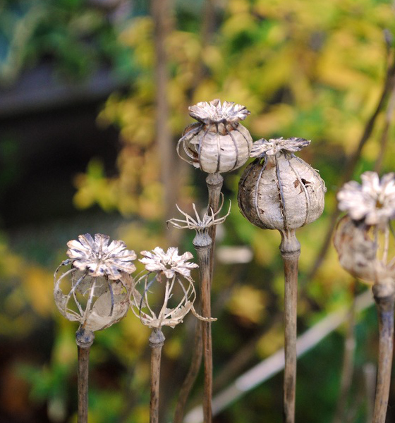 Poppy seed heads