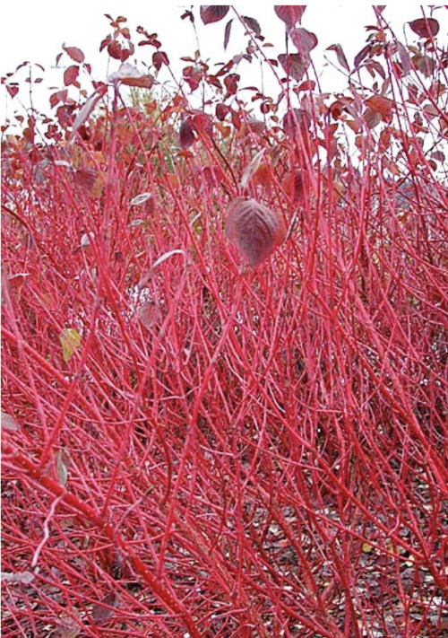 Red-Osier Dogwood provides winter food for Okanagan birds