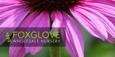 Foxglove Nursery sponsor with OXA for Climate-resilient Workshop