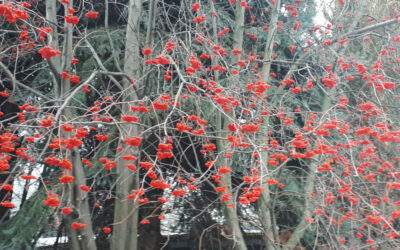 Planting for Winter Birds