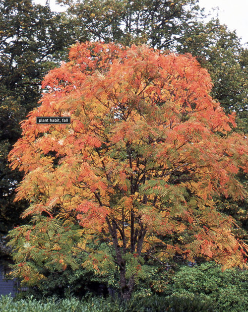 European Mountain Ash in the spring